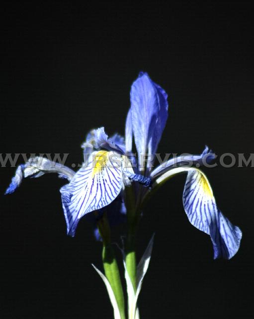 Mountain Iris.jpg